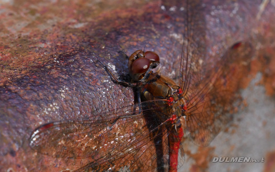 Common Darter (male, Sympetrum striolatum)